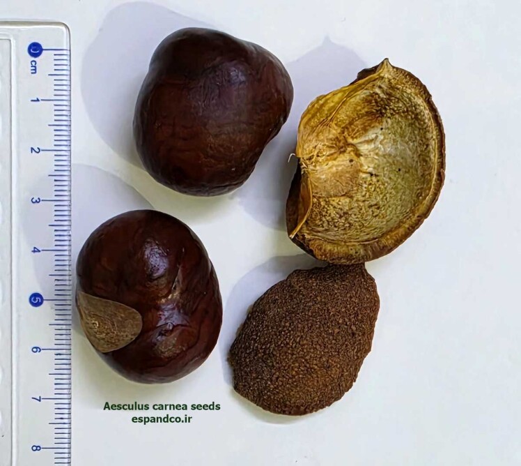 Aesculus carnea seeds